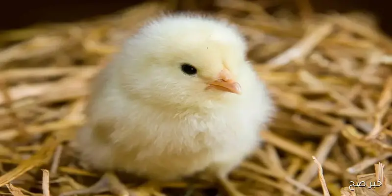 سعر الكتكوت الأبيض اليوم عمر يوم 31 أغسطس 2025 يشهد مفاجآت في بورصة الدواجن