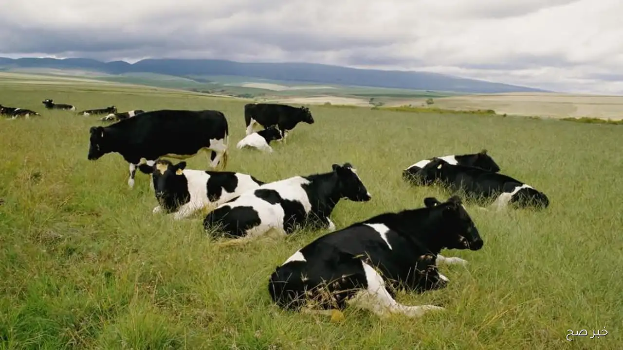 اضبط تردد قناة ناشيونال جيوغرافيك 2025 علي النايل والعرب سات لمتابعة اقوى البرامج الوثائقية بجودة فائقة