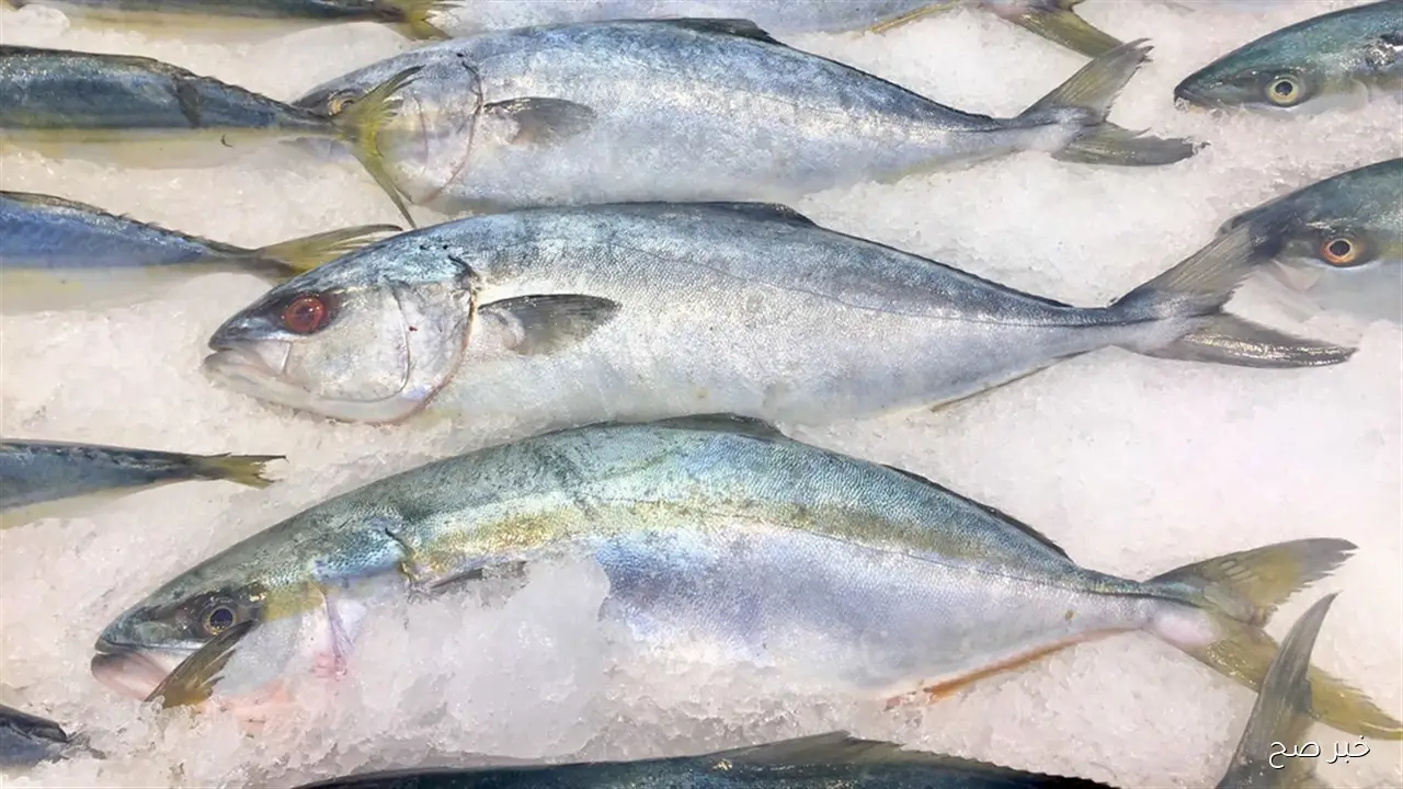 أسعار السمك اليوم الجمعة 19 سبتمبر 2025 بسوق العبور.. ارتفاع البوري والكابوريا 20 جنيها