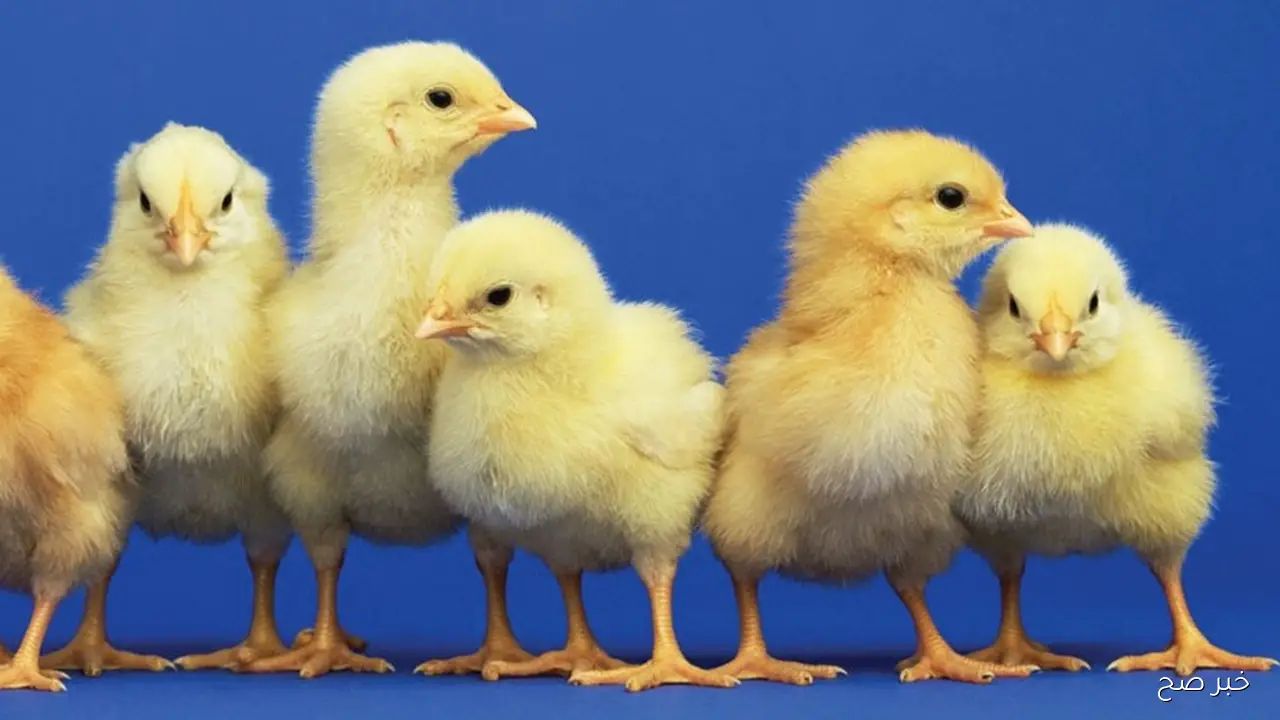 عمر يوم بكام.. سعر الكتكوت الابيض اليوم الاربعاء 24 سبتمبر 2025 بالاسواق المحلية بآخر تحديث