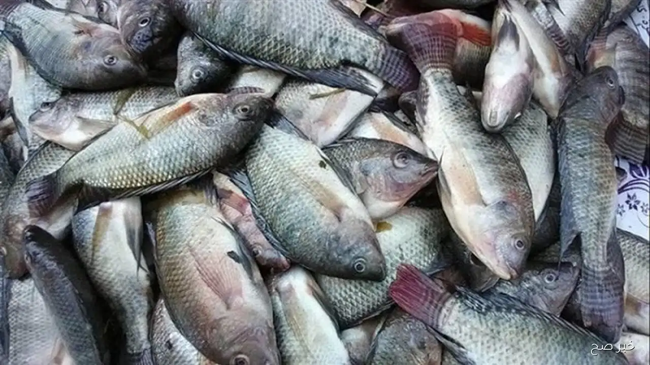 “مُفاجآة للبلطي” .. اسعار السمك اليوم في سوق العبور 12\9\2025 بالكيلو للتجار والمُستهلكين