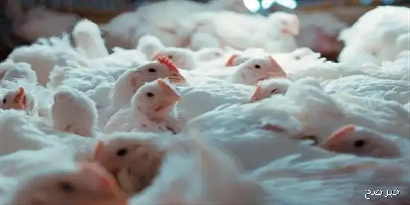 بورصة الدواجن اليوم أسعار الفراخ البيضاء 7\9\2025 | هل ستشهد إرتفاع في الفترة المُقبلة؟