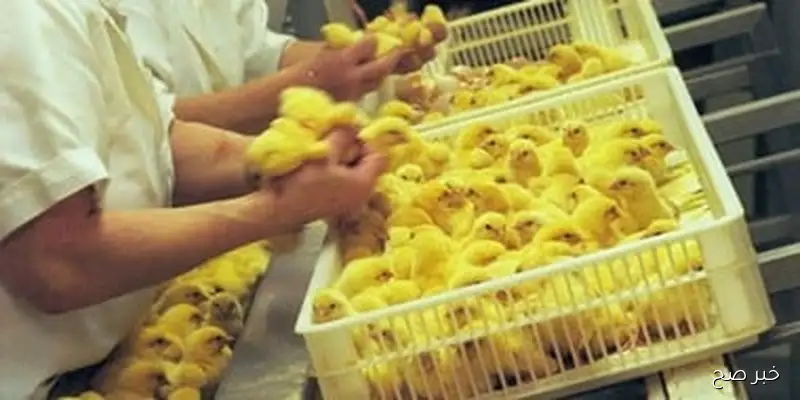 استقرار سعر الكتكوت الابيض اليوم السبت 6 سبتمبر 2025 بجميع الاسواق المحلية