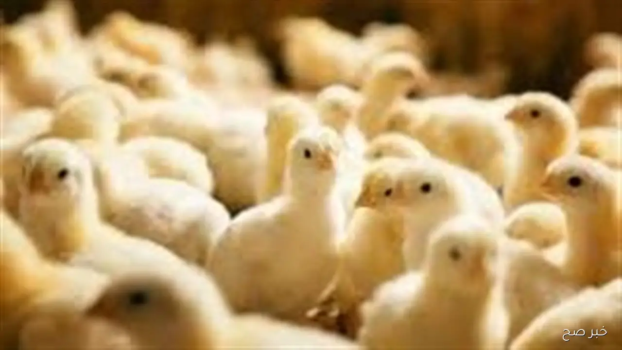 هدوء تام في سعر الكتكوت الابيض اليوم الاحد 21 سبتمبر 2025 بجميع الاسواق المحلية