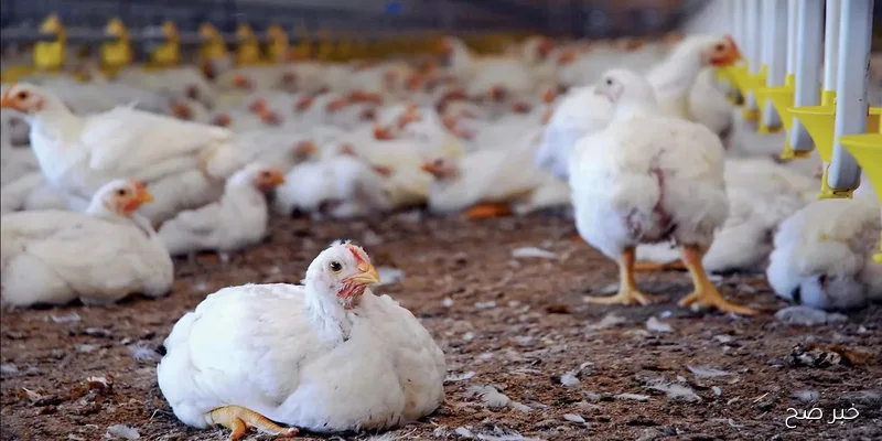 بورصة الدواجن اليوم أسعار الفراخ البيضاء بتاريخ 11 سبتمبر 2025 للمستهلك باخر تحديث