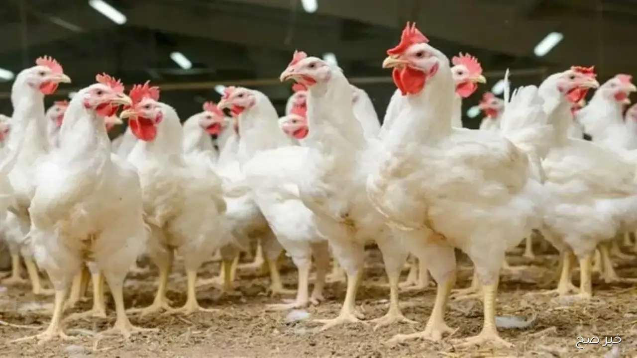 اشتري بسرعة.. استقرار بورصة الدواجن اليوم أسعار الفراخ البيضاء بتاريخ 25 سبتمبر 2025 وفق آخر تحديث