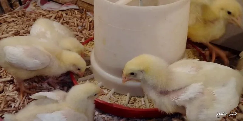 استقرار سعر الكتكوت الابيض اليوم الاربعاء 3 سبتمبر 2025 بالاسواق المحلية