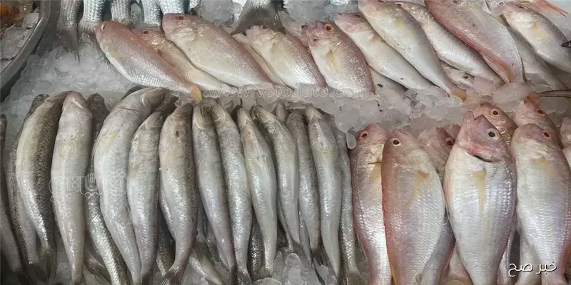 أسعار السمك اليوم الإثنين 8/9/2025 في سوق العبور للجملة.. تراجع البلطي والكابوريا