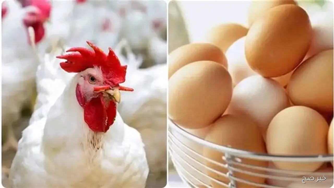 اسعار الدواجن اليوم الخميس 25 سبتمبر 2025 في البورصة والأسواق المحلية