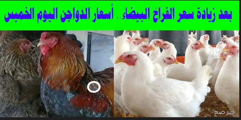 (فراخ وكتاكيت وبيض) اسعار الدواجن اليوم الخميس 4 سبتمبر 2025 في البورصة الرئيسية