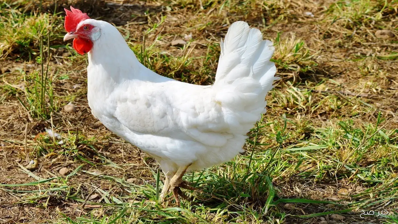 ارتفاع أسعار الفراخ البيضاء اليوم في بورصة الدواجن الرئيسية.. الأسباب والعوامل المؤثرة