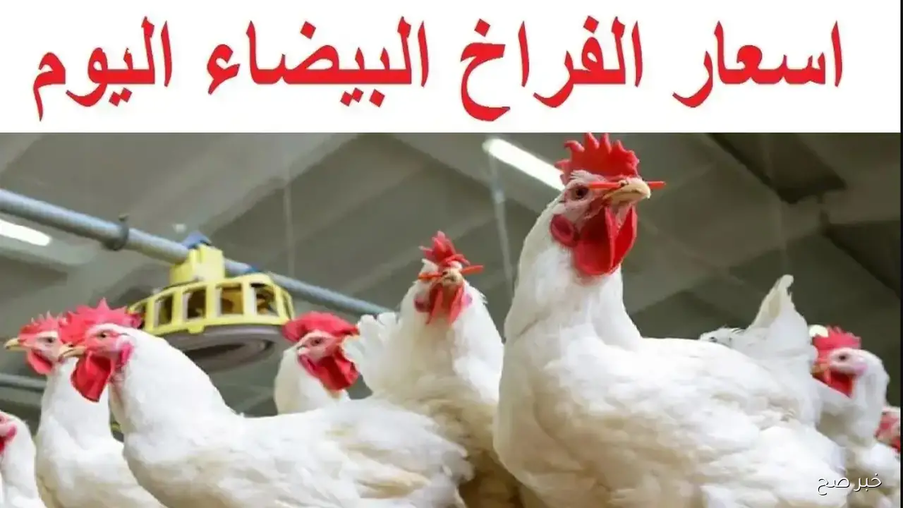 ارتفاع أسعار الفراخ البيضاء في بورصة الدواجن اليوم في مصر.. عوامل اقتصادية ومحلية مؤثرة