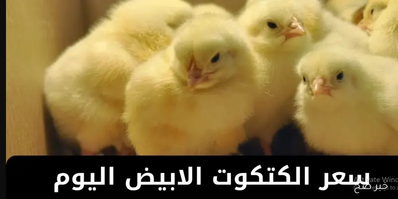 ارتفاع مفاجئ في سعر الكتكوت الأبيض اليوم عمر يوم في مصر.. وتوقعات بمزيد من الزيادات