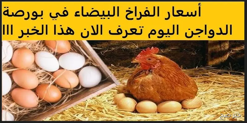 قفزة جديدة في أسعار الفراخ البيضاء اليوم الآن في مصر وتوقعات باستمرار الصعود قريبًا