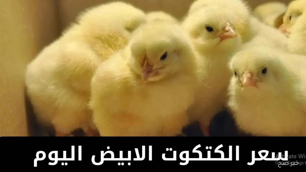 ارتفاع سعر الكتكوت الأبيض اليوم عمر يوم في جميع الشركات.. الأسباب الحقيقة والعوامل المؤثرة