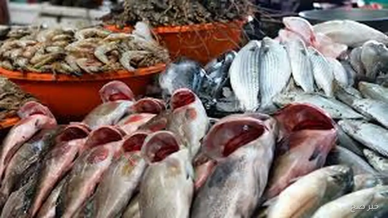قائمة اسعار السمك اليوم الخميس 25 سبتمبر 2025 بداخل شوادر وحلقات الاسماك