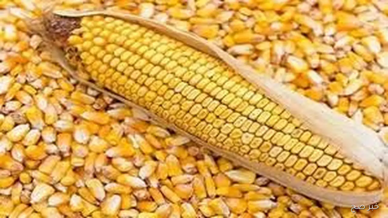 سعر طن الذرة الصفراء اليوم الخميس 25 سبتمبر 2025 بالمحلات التجارية واسواق الجمله