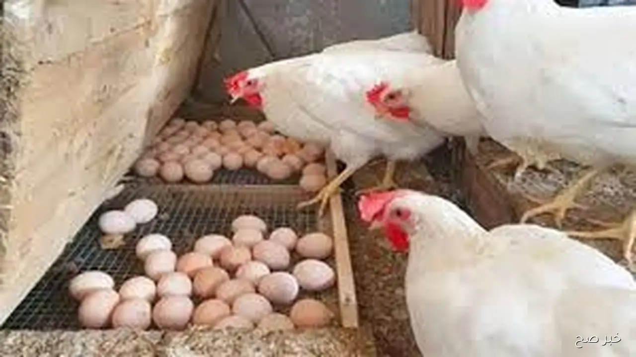 بورصة الدواجن اليوم أسعار الفراخ البيضاء السبت 27 سبتمبر 2025 وبداخل السوق المصري