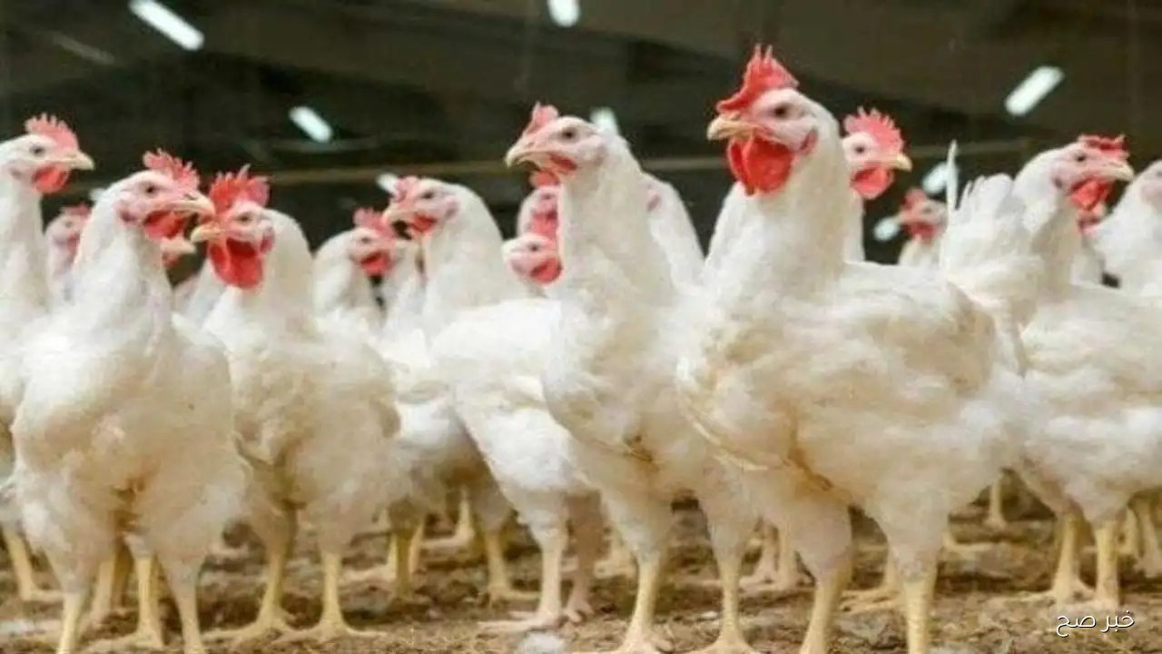 استقرار بورصة الدواجن اليوم اسعار الفراخ البيضاء الاحد الموافق 14 سبتمبر 2025 وفق آخر تحديث