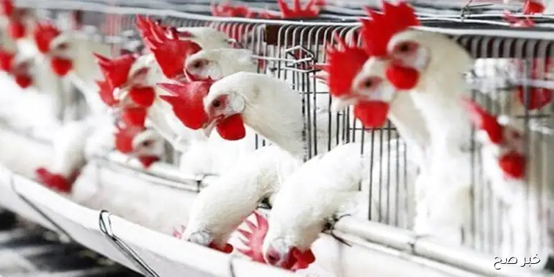 بورصة الدواجن اليوم اسعار الفراخ البيضاء الاربعاء 10 سبتمبر 2025 وفق آخر تحديث