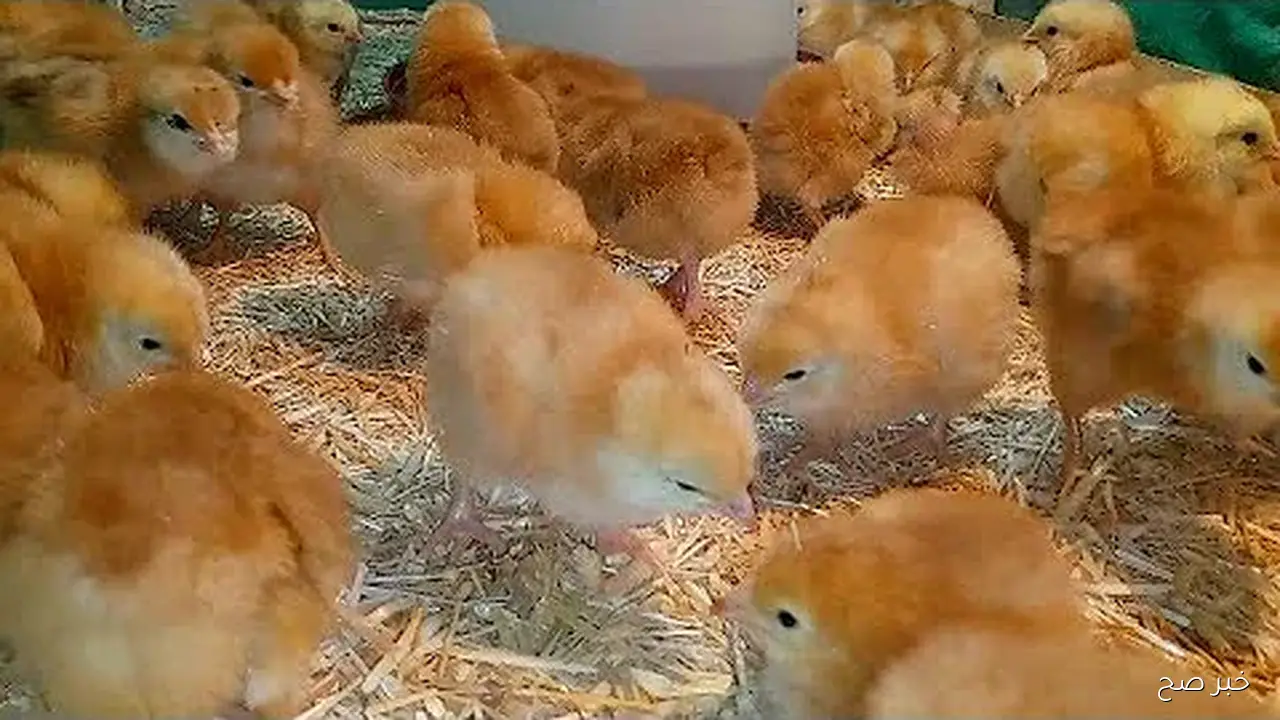 سعر الكتكوت الأبيض اليوم عمر يوم الخميس 2025/9/18 بكافة الأسواق المصرية