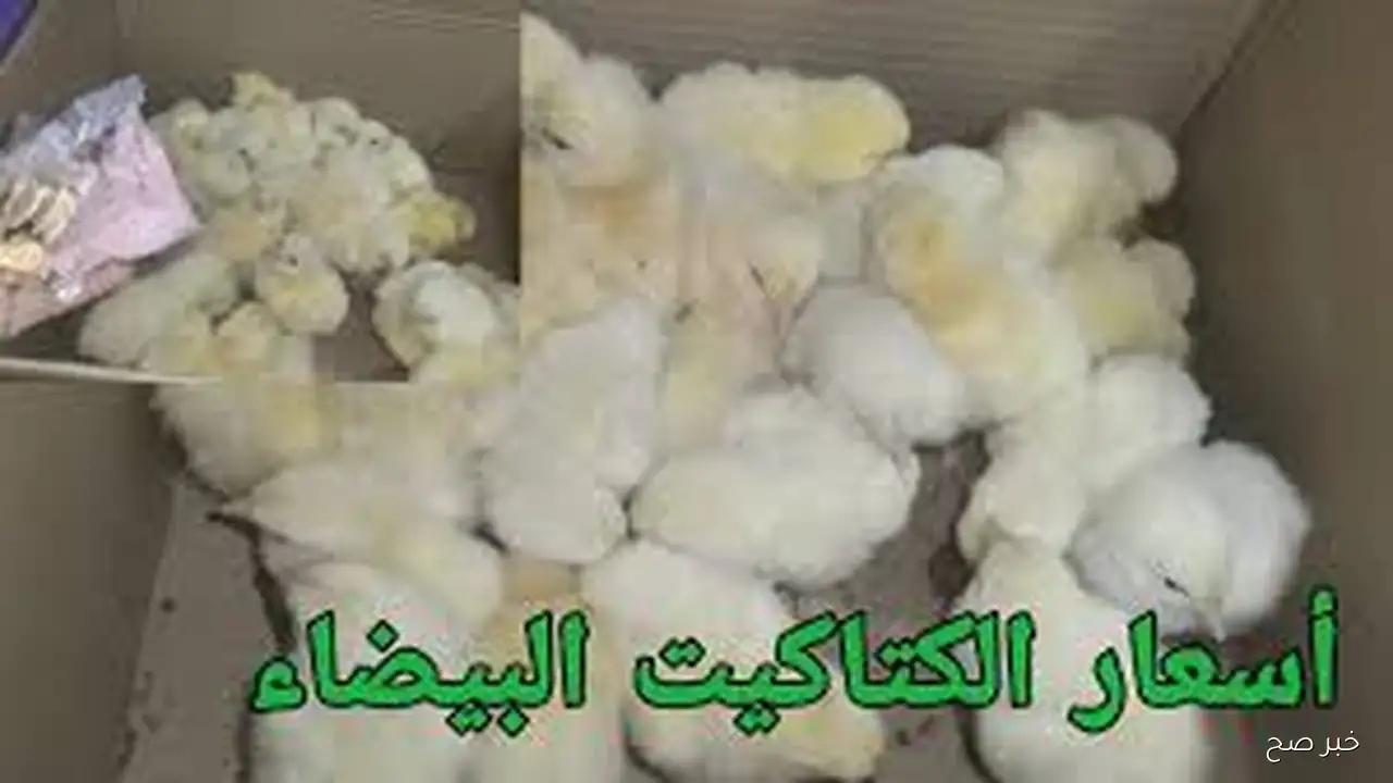 ارتفاع طفيف.. اسعار الكتاكيت البيضاء اليوم السبت 13-9-2025 في جميع الشركات