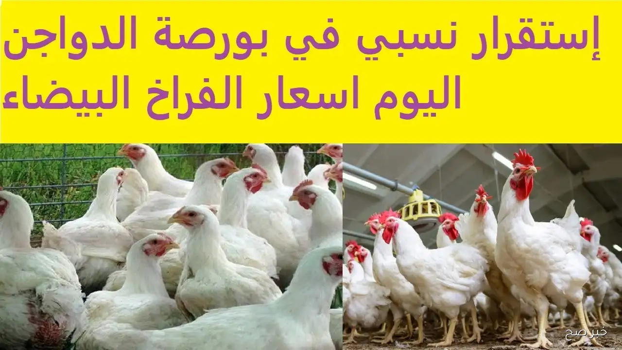 “الفراخ غليت” ارتفاع أسعار الفراخ البيضاء في بورصة الدواجن اليوم.. 2 جنيه للكيلو