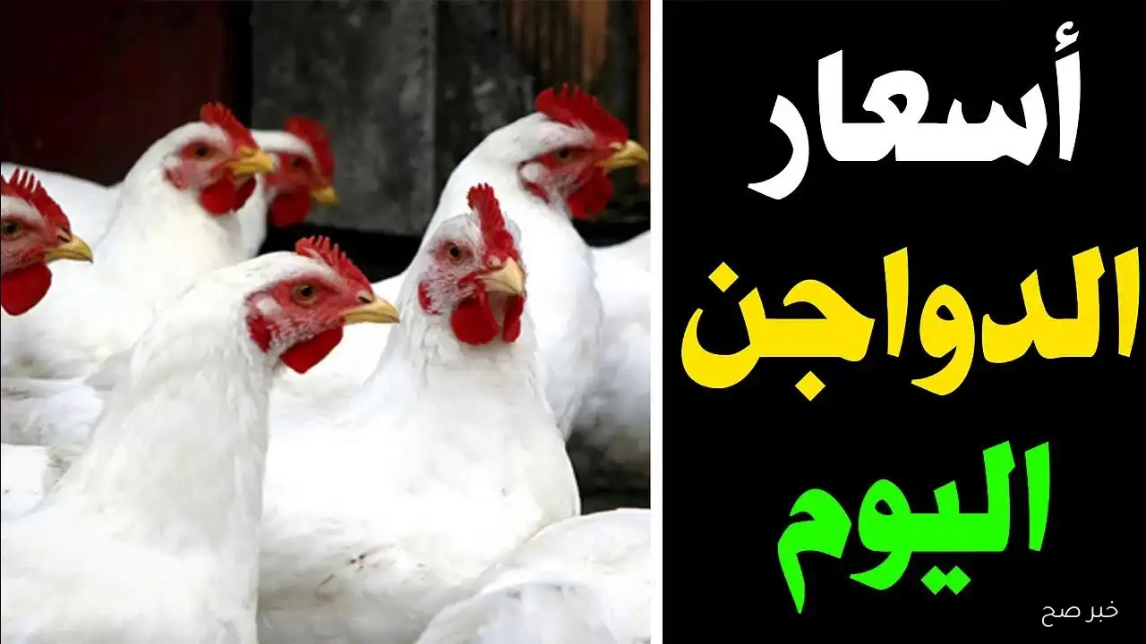 قائمة بورصة الدواجن اليوم أسعار الفراخ البيضاء السبت 13/ 9/ 2025 في جميع الأسواق المحلية