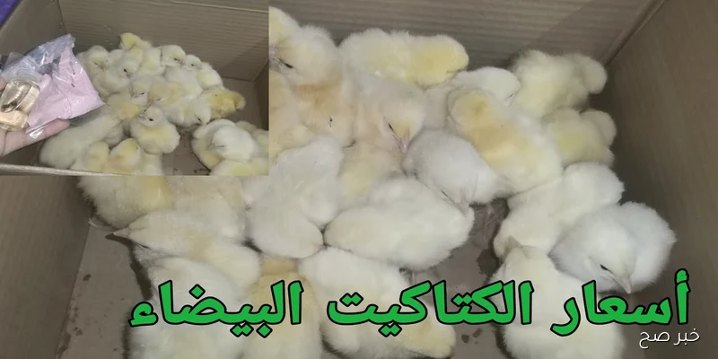 ارتفاع جديد لسعر الكتكوت الأبيض اليوم عمر يوم يربك المربيين.. الأسباب والعوامل المؤثرة