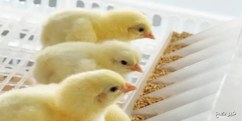 استقرار سعر الكتكوت الابيض اليوم عمر يوم الخميس 11-9-2025 بالاسواق المحلية في بداية التعاملات