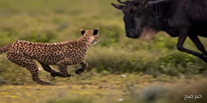 اضبط تردد قناة ناشيونال جيوغرافيك 2025 علي جميع الاقمار الصناعية واستمتع بعالم الحيوان بجودة HD