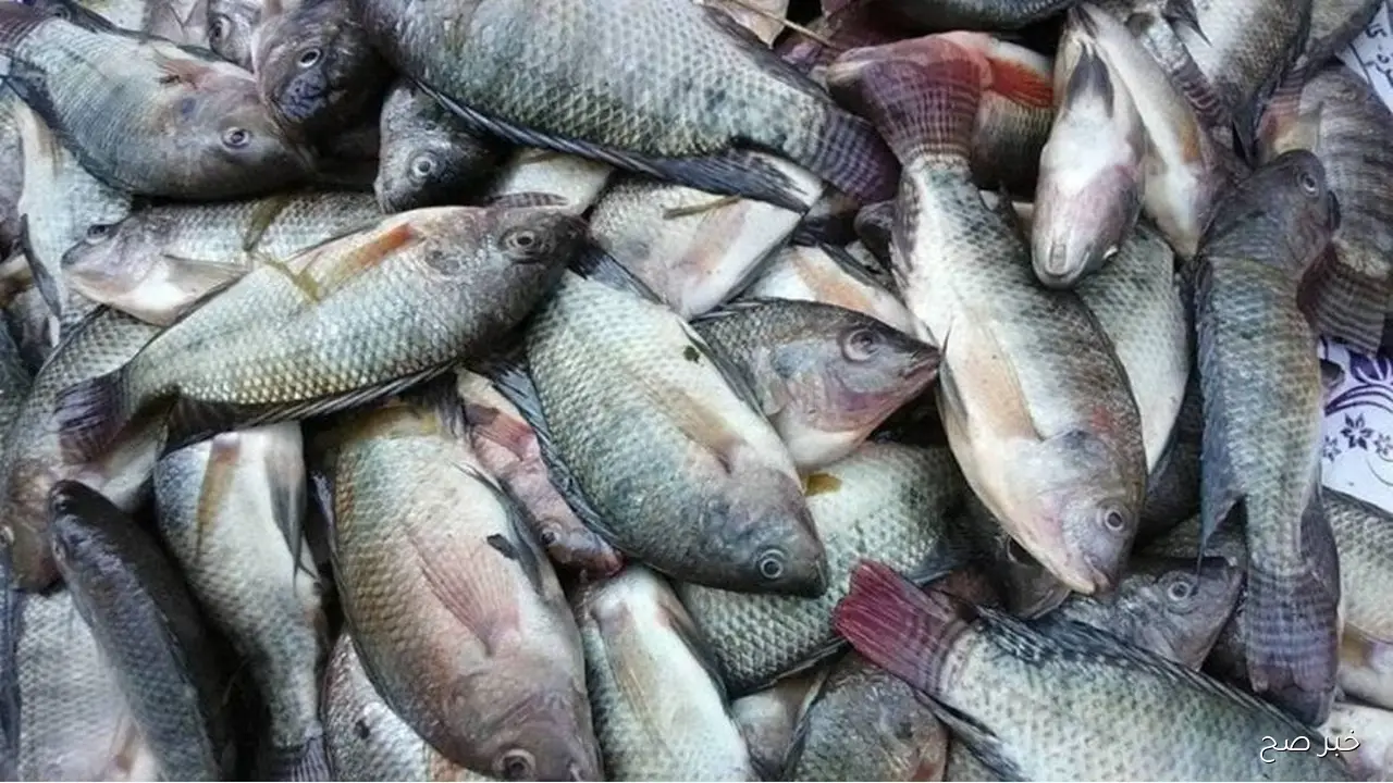 أسعار السمك اليوم الأربعاء 8 أكتوبر  2025 في سوق العبور للجملة.. تراجع البوري