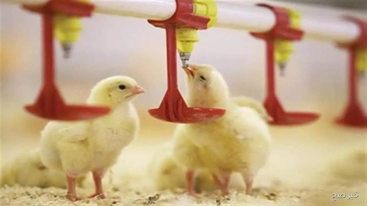 اسعار الكتاكيت اليوم الاثنين 13 اكتوبر 2025 بالبورصة والشركات وفق آخر تحديث لبورصة الرئيسية للدواجن