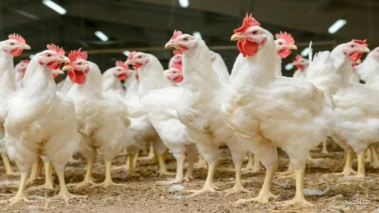 بكام انهاردة؟.. بورصة الدواجن اليوم أسعار الفراخ البيضاء الخميس 9-10-2025 بمنتصف التعاملات