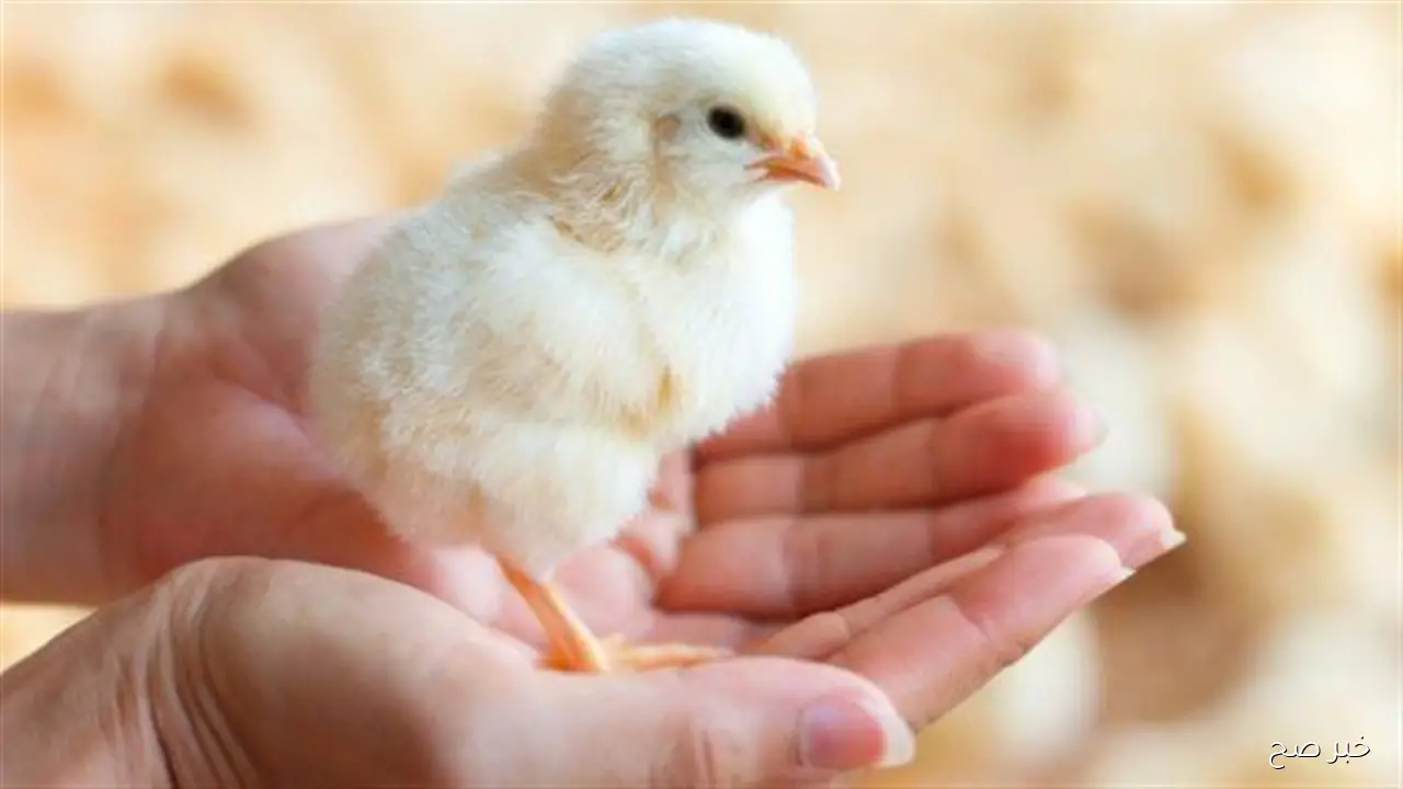 هبوط سعر الكتكوت الأبيض اليوم عمر يوم الخميس 9-10-2025 للمستهلك في مصر