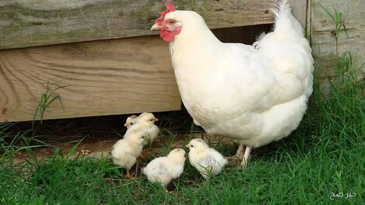 الآن.. سعر الفراخ البيضاء اليوم الأحد 19/ 10/ 2025 في جميع الأسواق المحلية