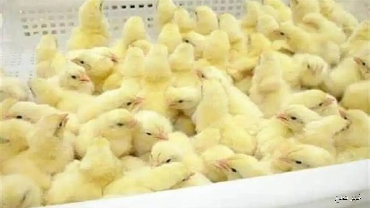 استقرار سعر الكتكوت الأبيض اليوم عمر يوم الاحد 12 اكتوبر 2025 في الاسواق المحلية بختام التعاملات