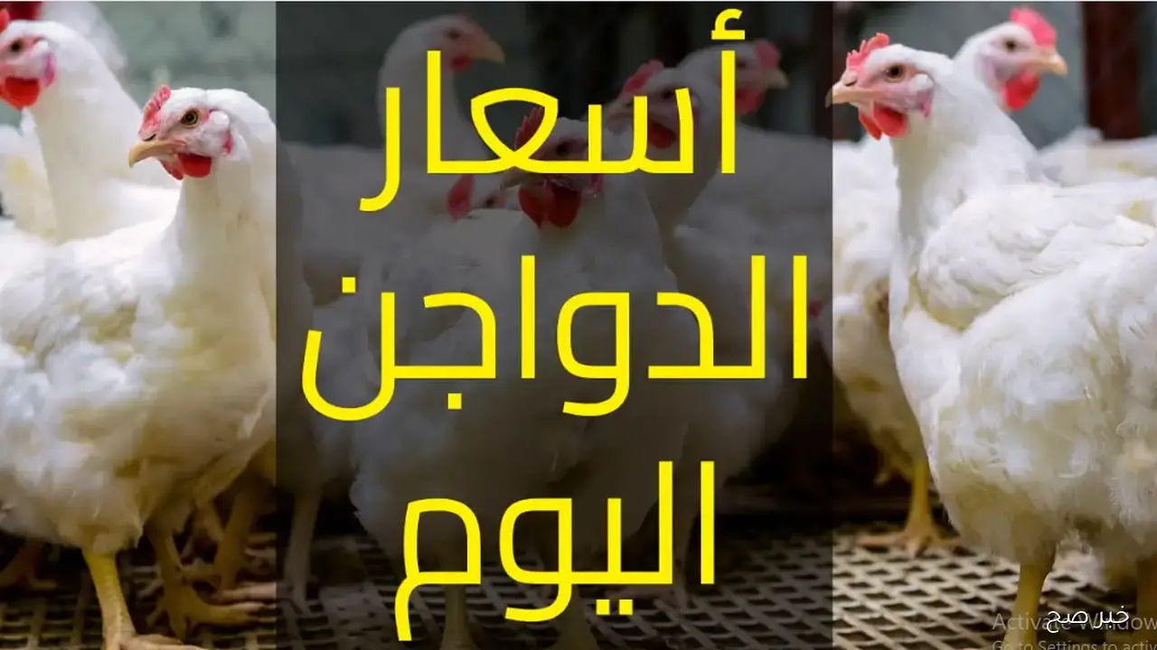 ارتفاع بورصة الدواجن اليوم وأسعار الفراخ البيضاء في مصر تشعل الأسواق المحلية