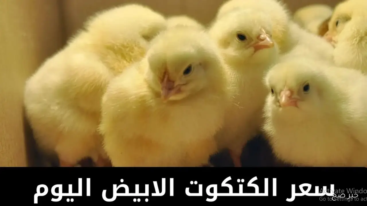 قفزة في سعر الكتكوت الأبيض اليوم عمر يوم في مصر.. السوق يشتعل من جديد