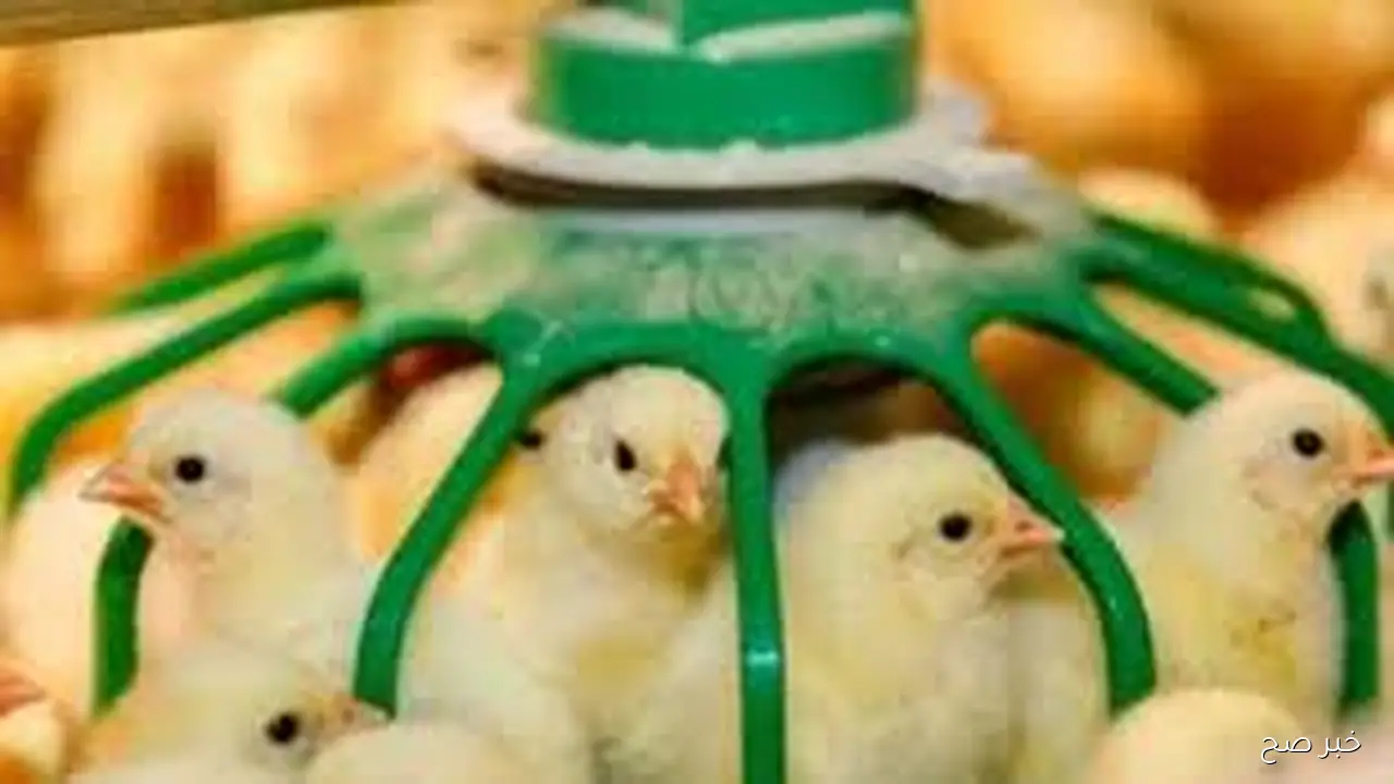 استقرار تام فى سعر الكتكوت الابيض اليوم الجمعة 17 اكتوبر 2025 بالاسواق المحلية