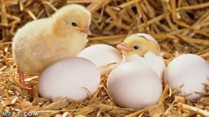 اسعار الكتاكيت اليوم بجميع الشركات الاحد 5 اكتوبر2025 وفق آخر تحديث لبورصة الدواجن