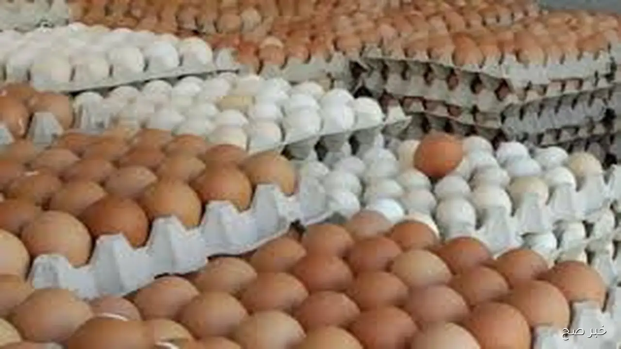 قطاعي وجملة.. سعر كرتونة البيض اليوم الثلاثاء 7 اكتوبر 2025 وفق آخر تحديث صادر عن بورصة الدواجن