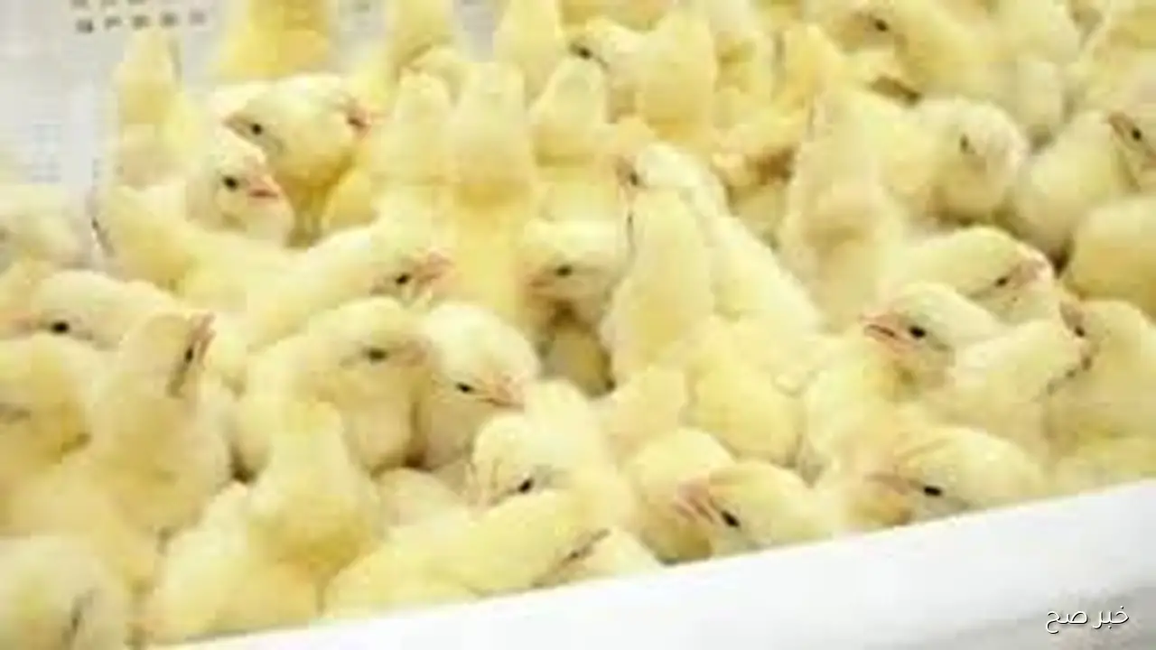 سعر الكتكوت الأبيض اليوم عمر يوم الجمعه 24 اكتوبر 2025 وفقاً لبورصة الدواجن