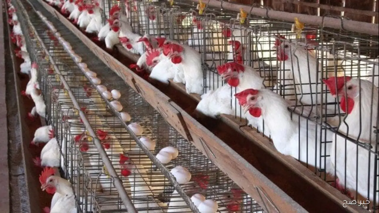 بورصة الدواجن اليوم اسعار الفراخ البيضاء الخميس 30 اكتوبر 2025 وفق آخر تحديث