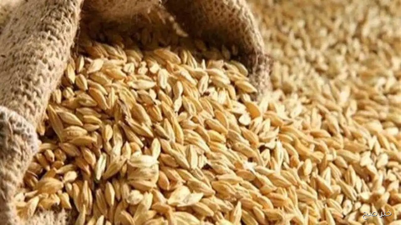 آخر التحريكات السعرية لسعر طن الارز الشعير اليوم الخميس 23 أكتوبر 2025 بالأسواق المصرية
