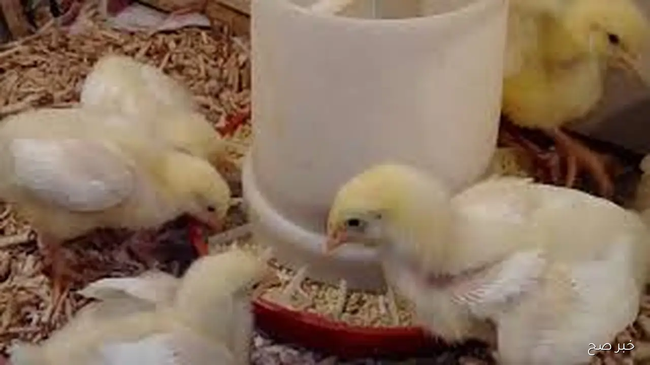 عمر يوم بكام؟.. سعر الكتكوت الابيض اليوم الاحد 12 اكتوبر 2025 فى الاسواق المحلية