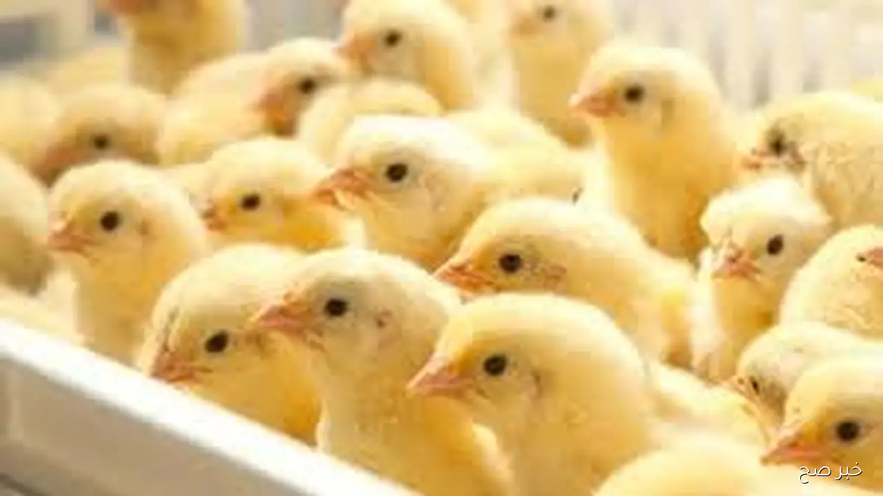 “عودة الملحمة التاريخية”.. مسلسل المؤسس عثمان الموسم السابع الحلقة 195 على قناة الفجر الجزائرية مدبلج