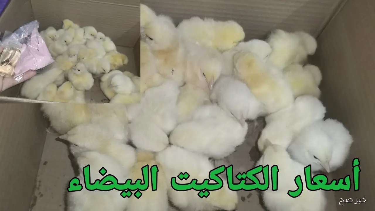 ارتفاع اسعار الكتاكيت اليوم في بورصة الدواجن والأسواق المصرية للمستهلك.. عمر يوم بكام؟