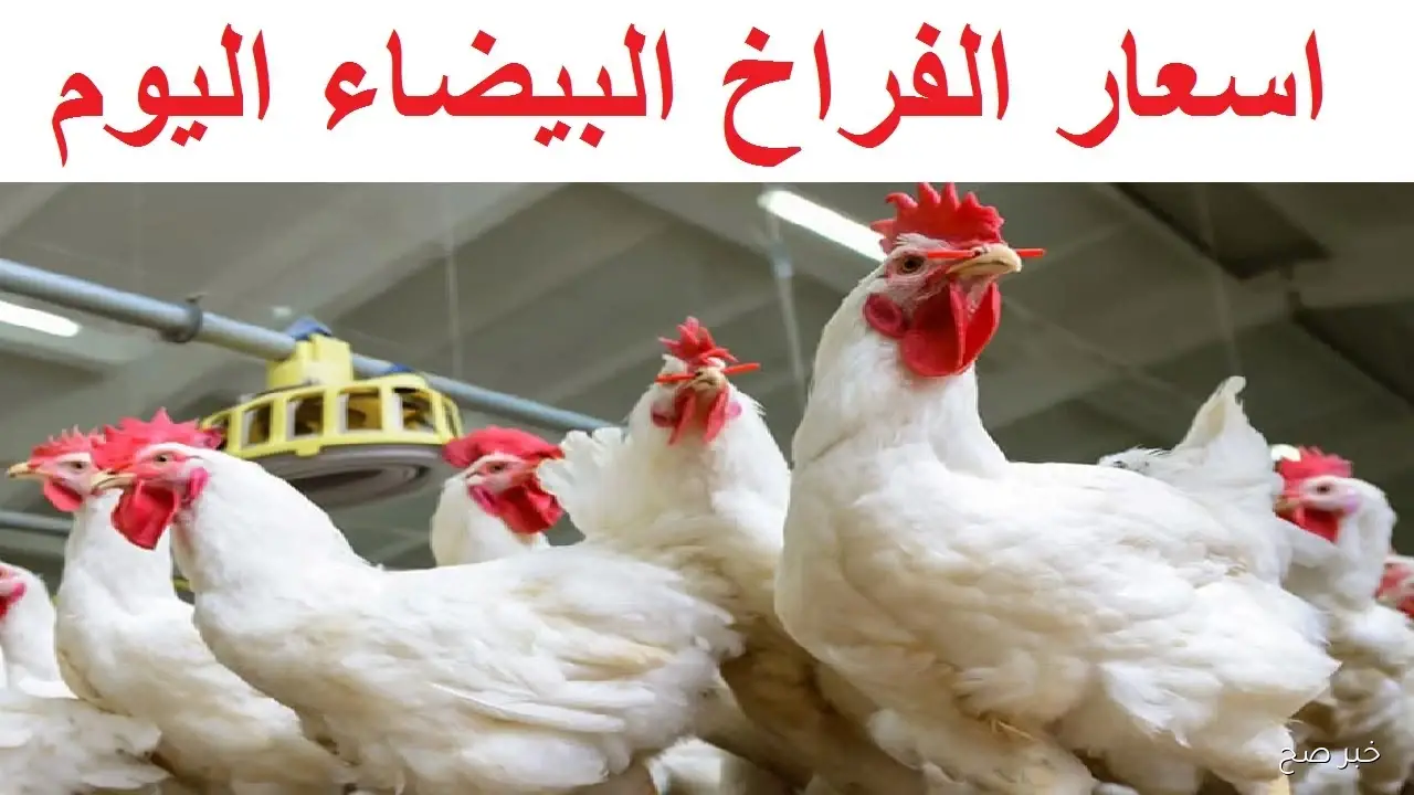 اسعار الدواجن اليوم الاثنين 13-10-2025 في البورصة والأسواق المصرية