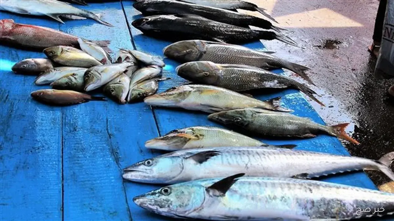 اسعار السمك اليوم الأربعاء 22 أكتوبر 2025 في سوق العبور.. البوري والجمبري والبلطى